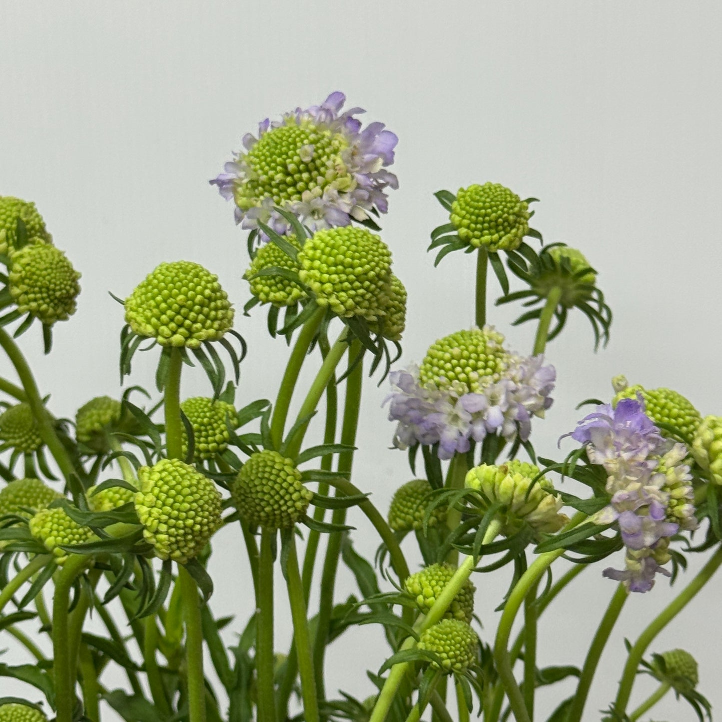 Scabiosa - Lilac