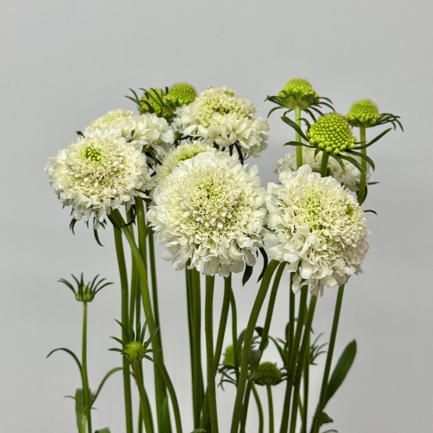 Scabiosa - White