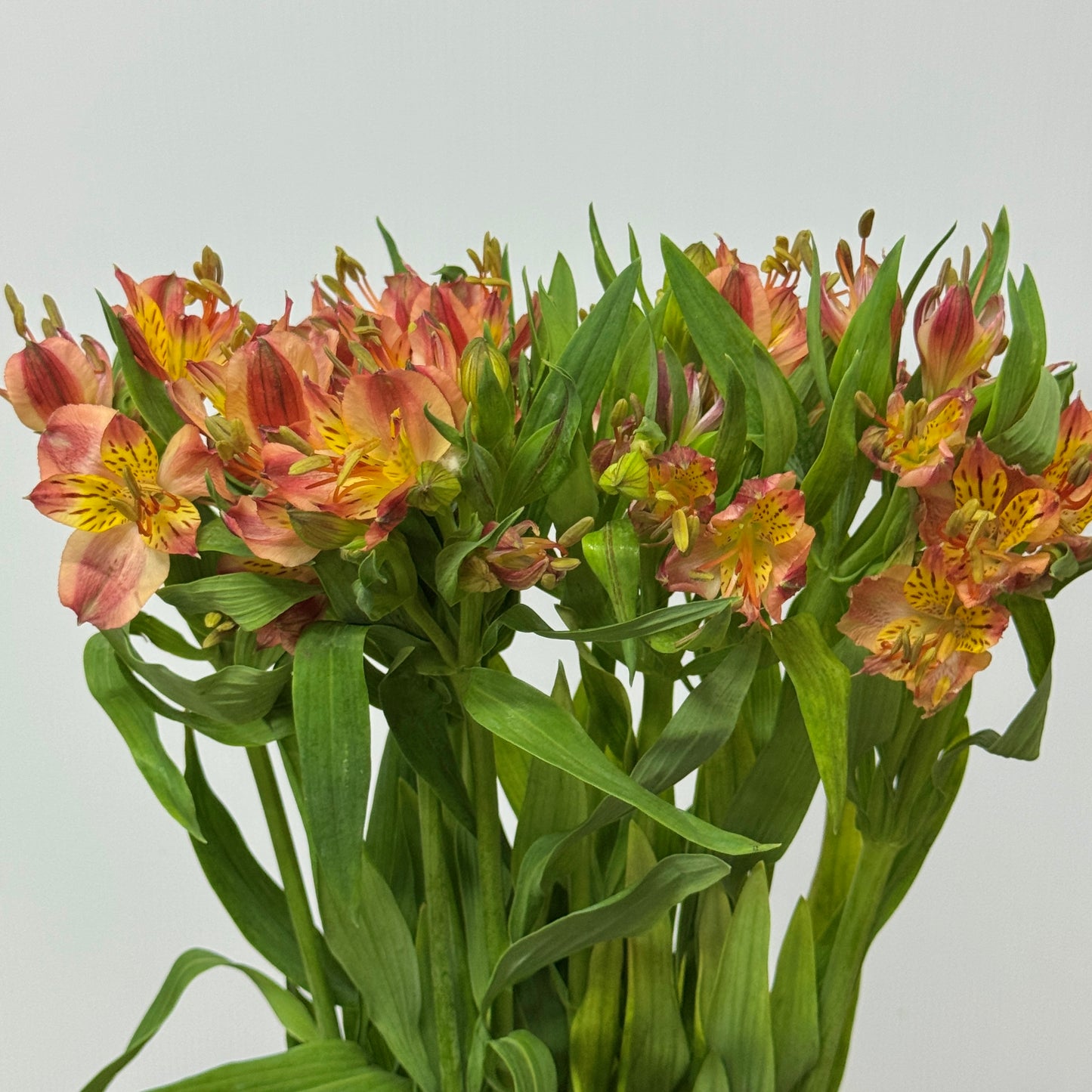 Alstroemeria - Red