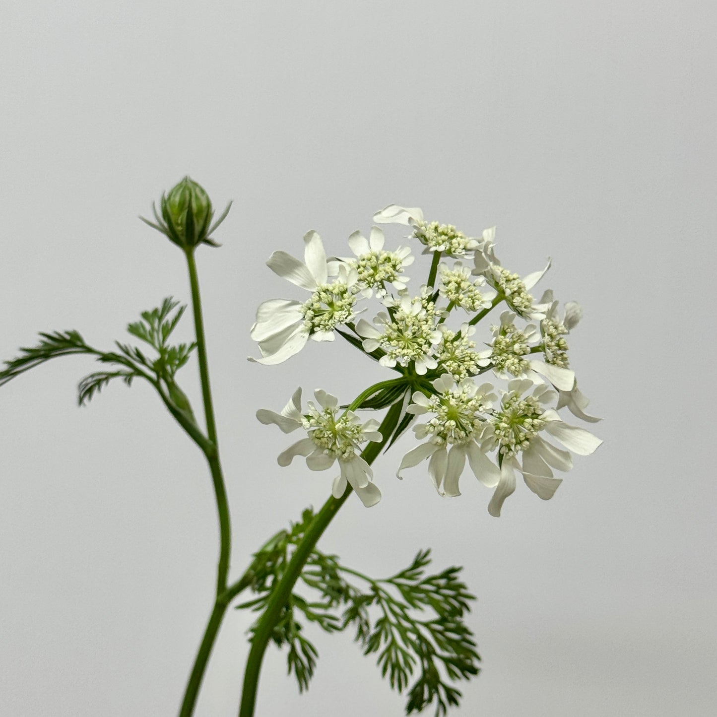 Orlaya White New Ammi