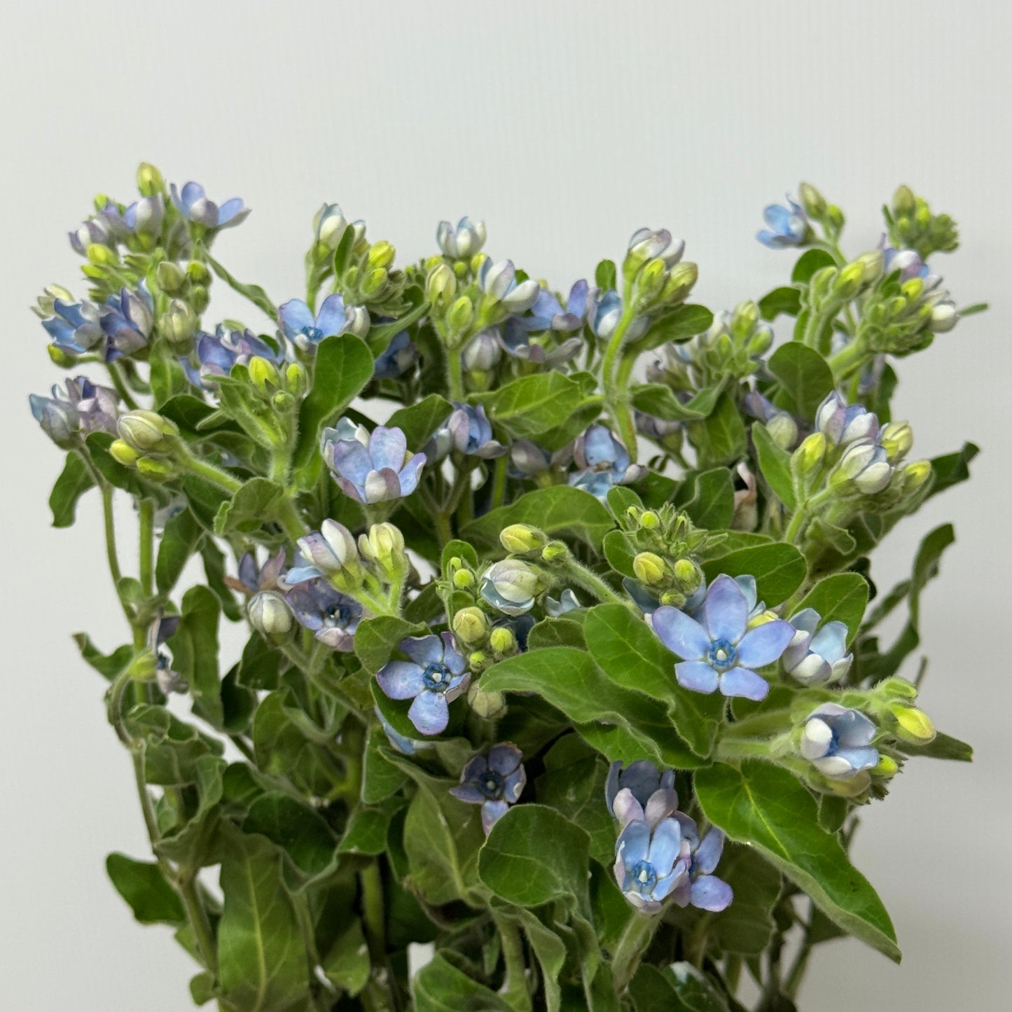 Oxypetalum - Blue