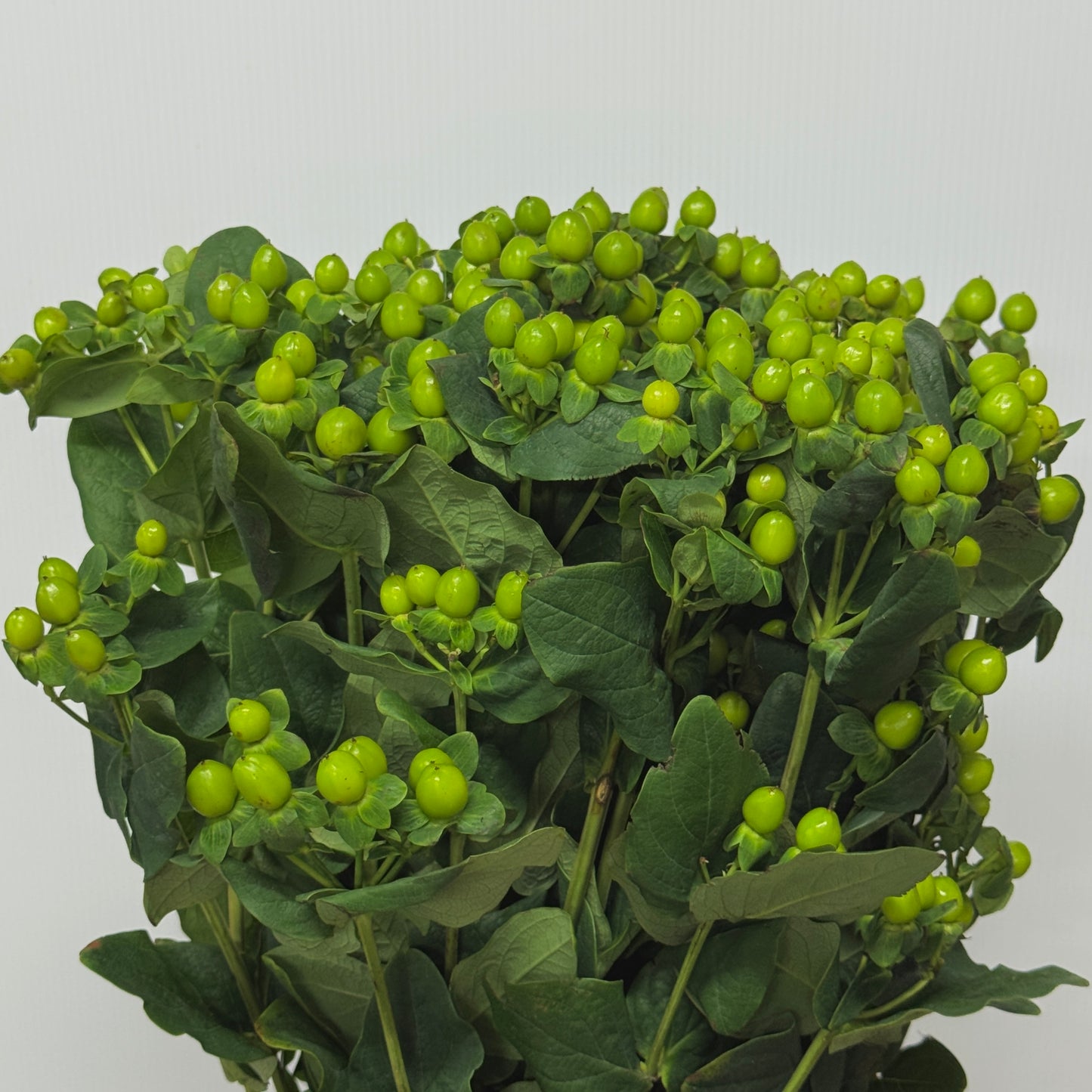 Berry Hypericum - Green