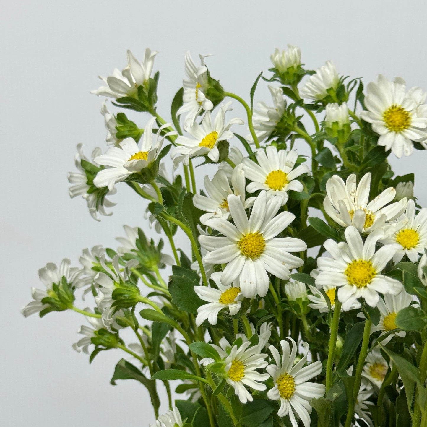 Hana - White