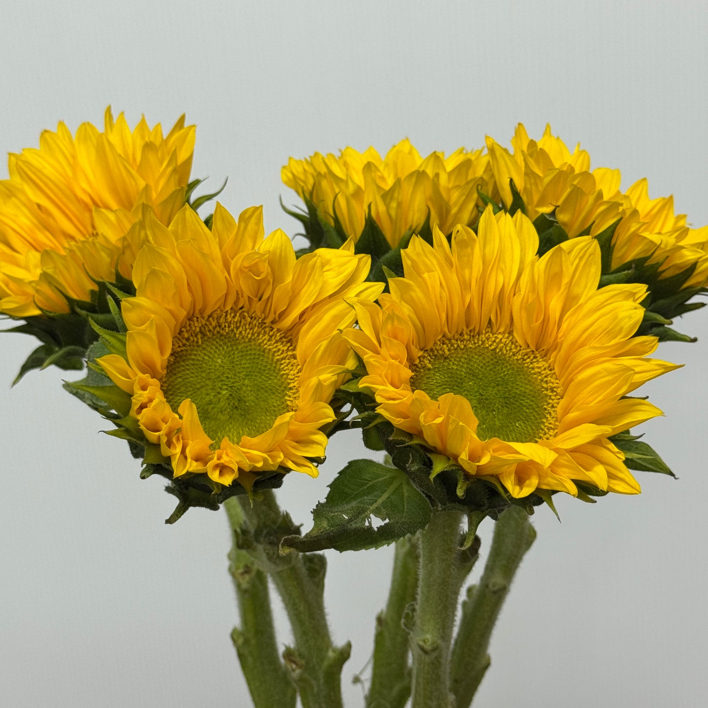 Sunflower - Yellow With Green Heart