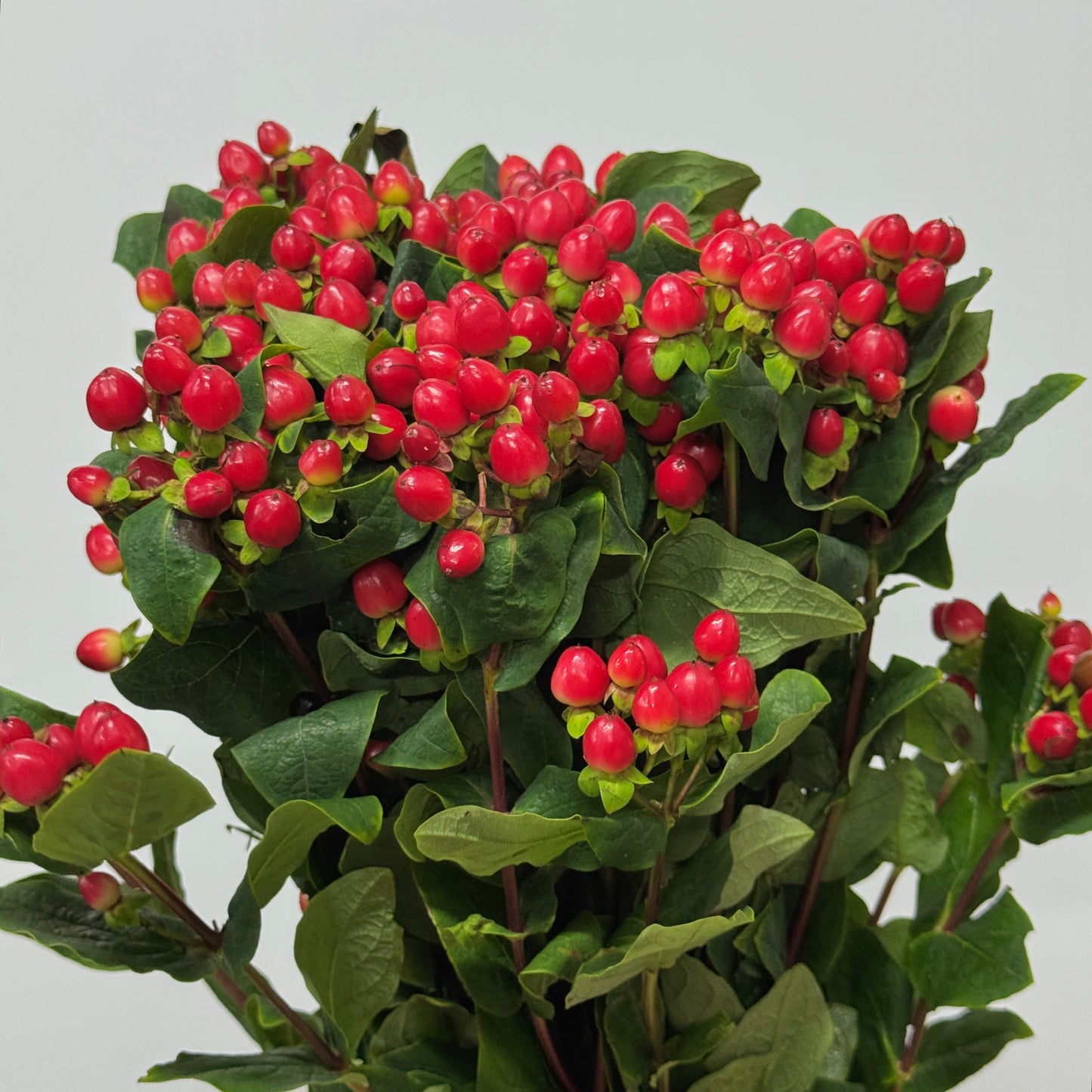 Berry Hypericum - Red