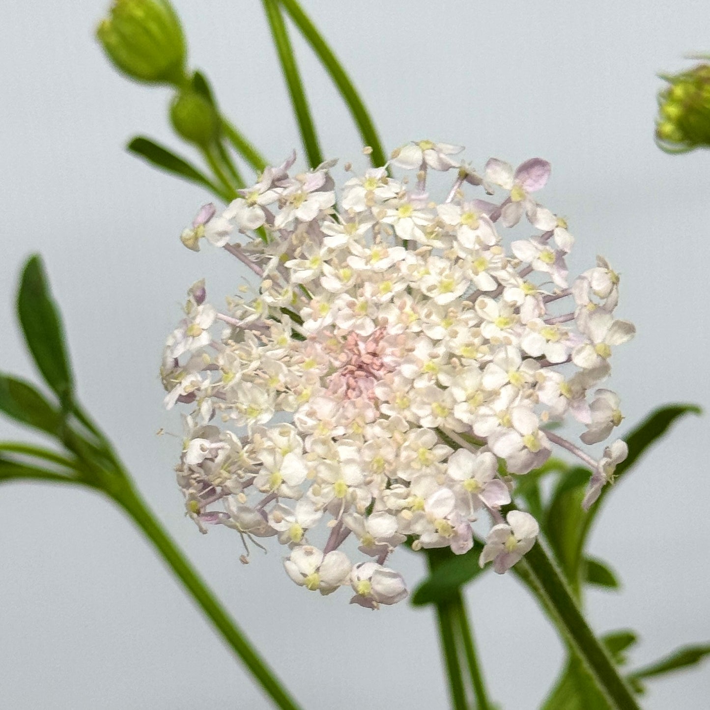 Trachymene Coerulea - Pink