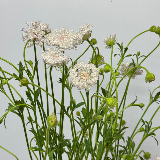 Trachymene Coerulea - Pink