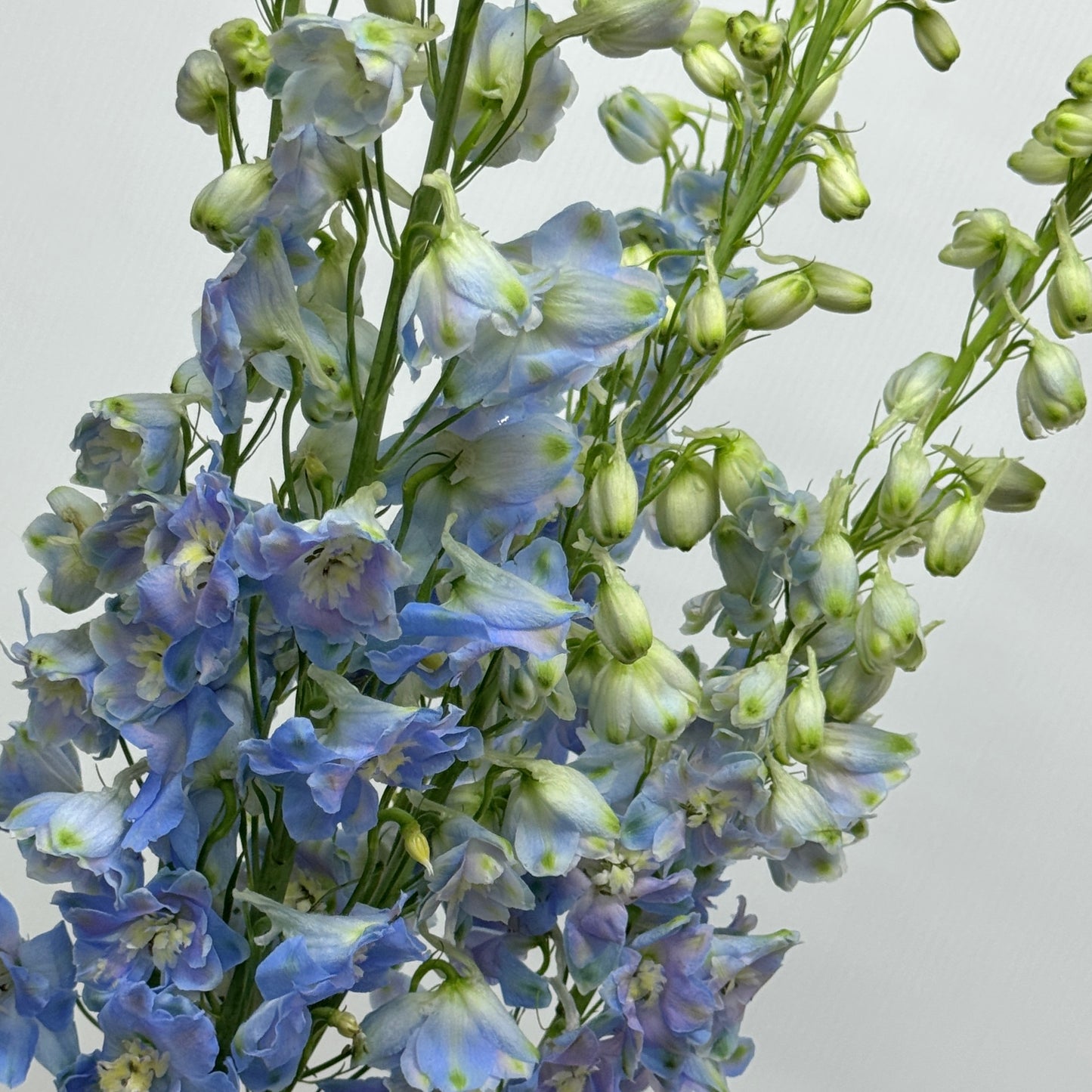 Delphinium (70cm-90cm) - Blue