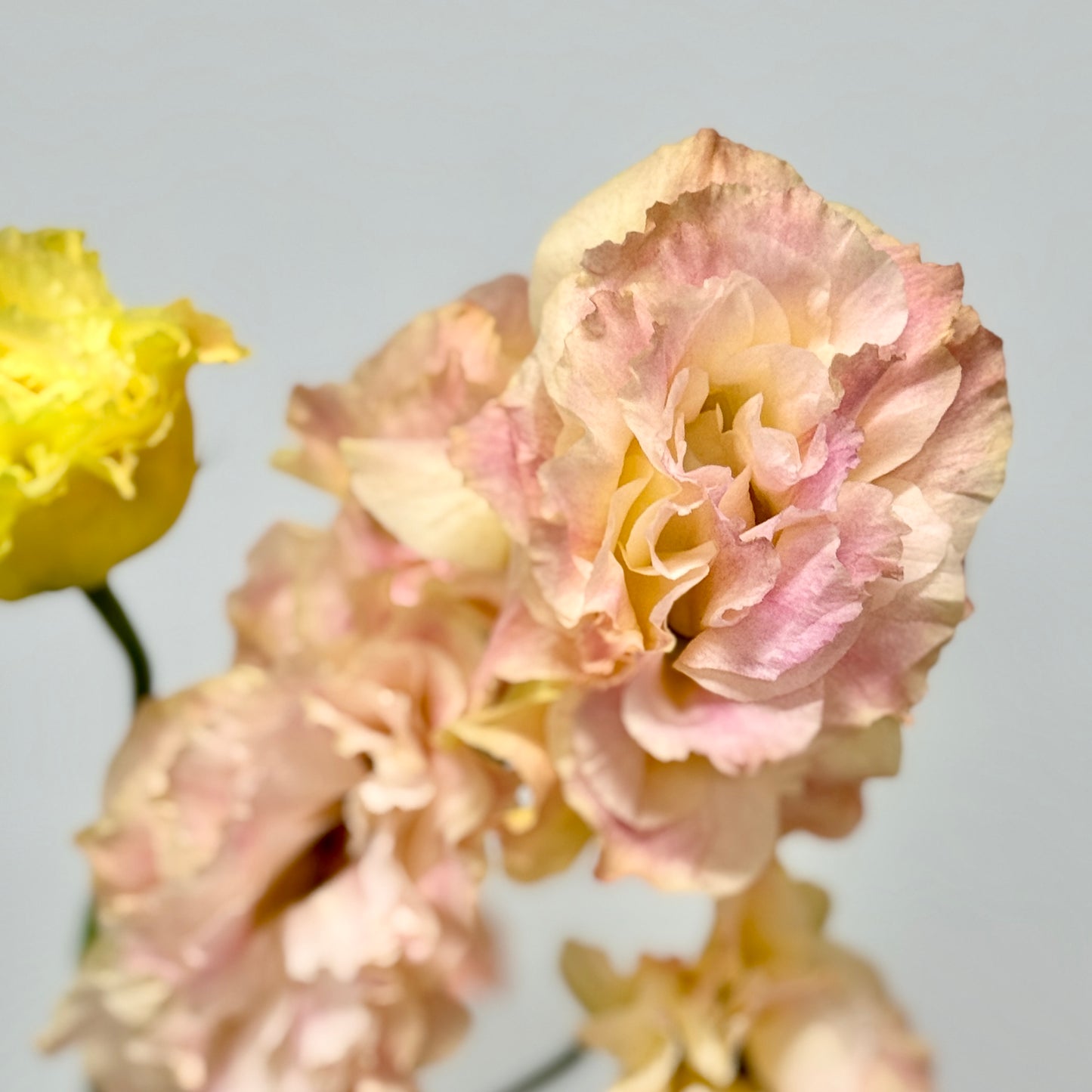 Eustoma (800g) - Champagne
