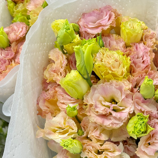 Eustoma (800g) - Champagne