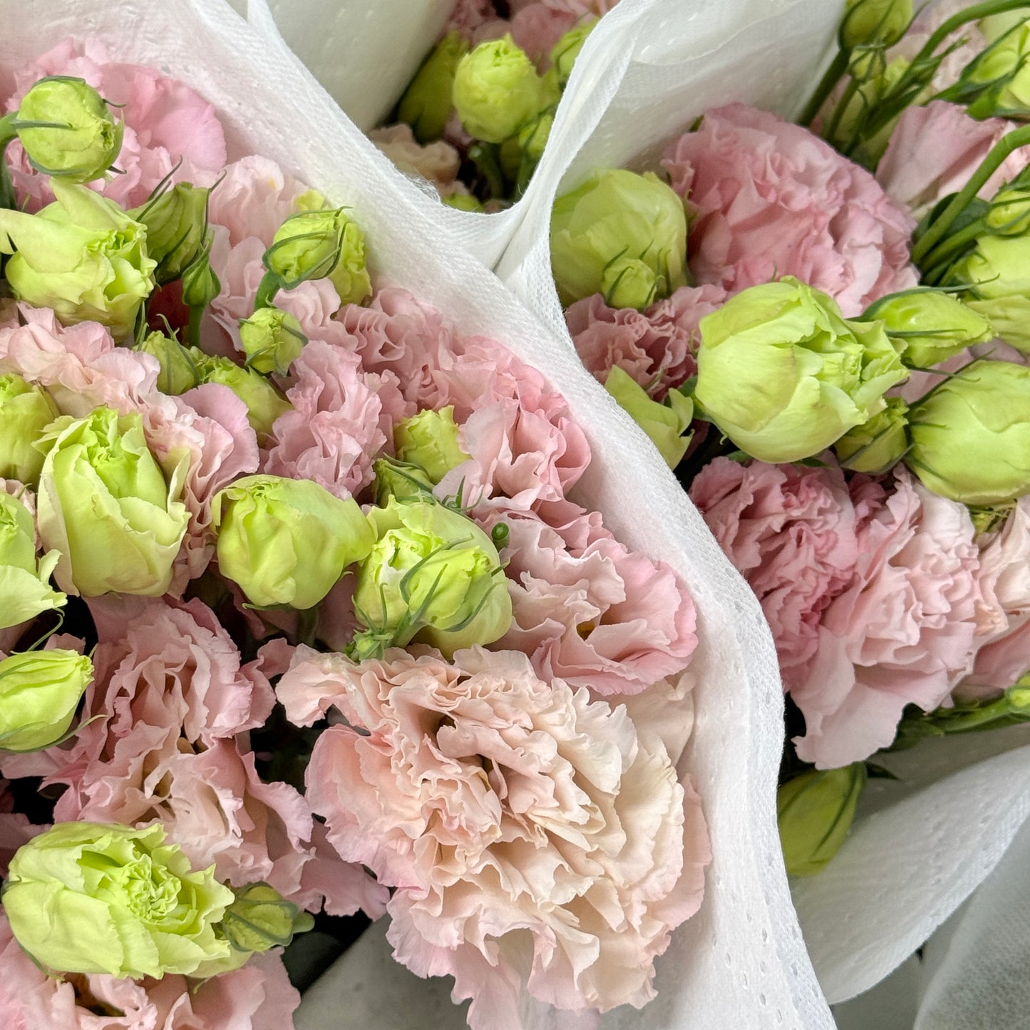 Eustoma (800g) - Wave Light Pink