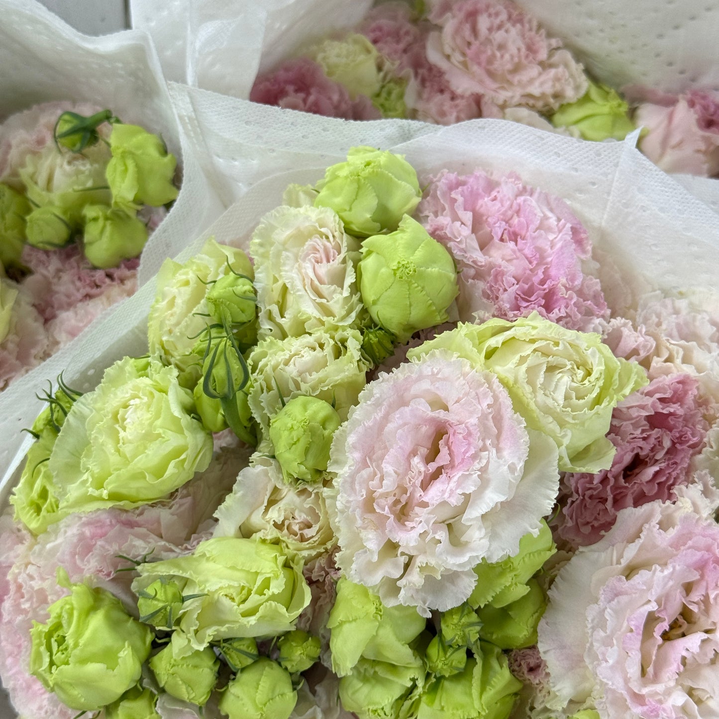 Eustoma (800g) - Ice Cream