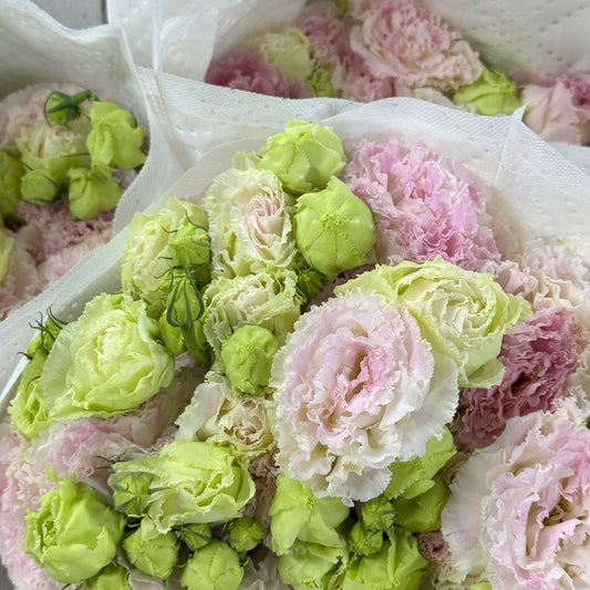 Eustoma (800g) - Ice Cream
