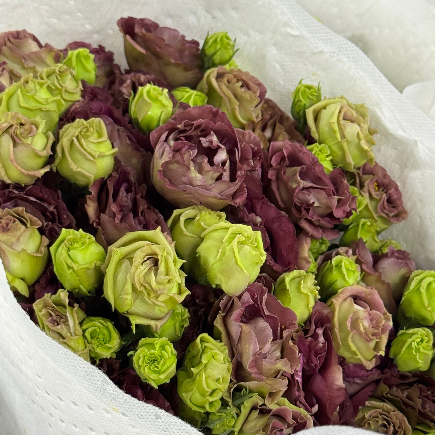 Eustoma (800g) - Tea Colour