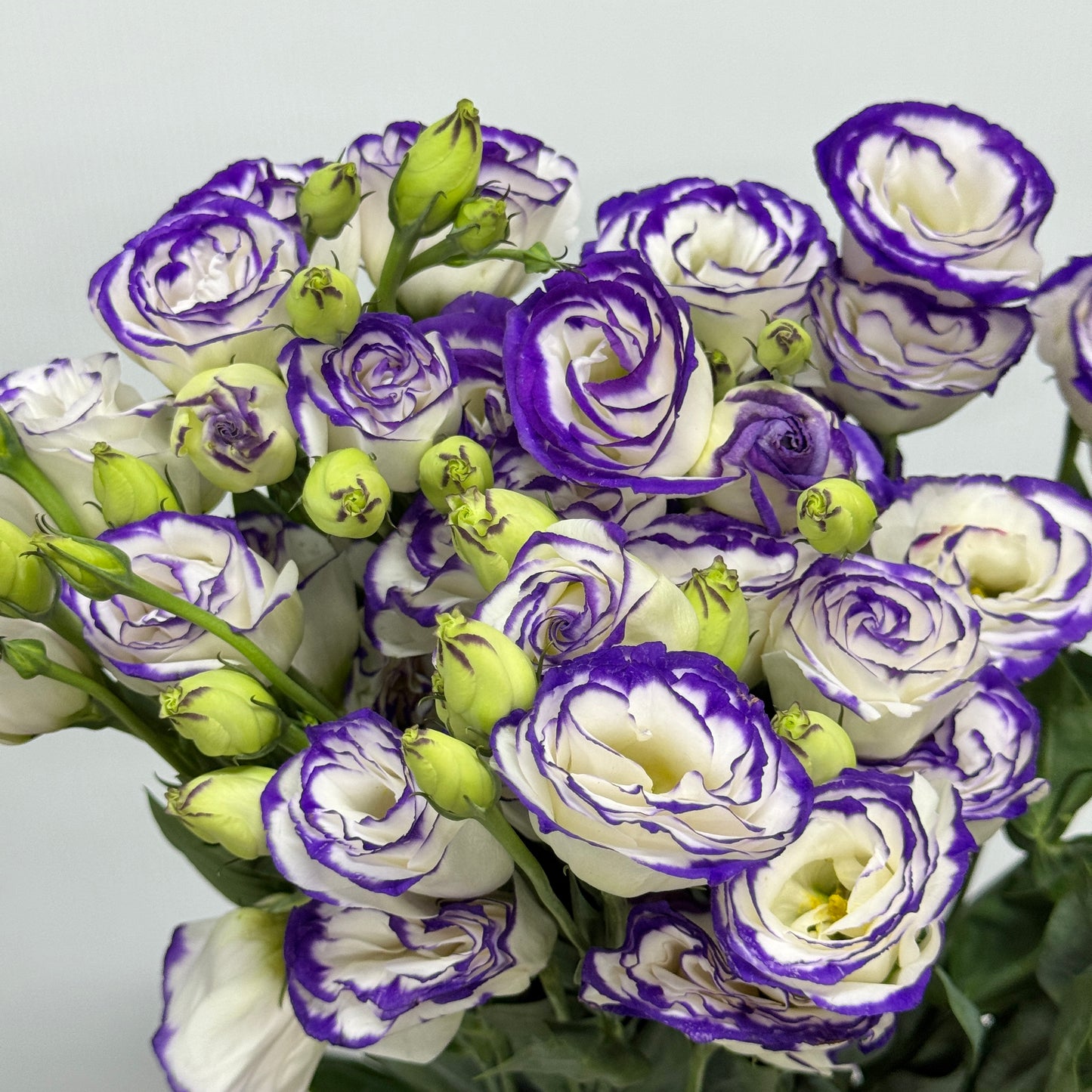 Eustoma (800g) - White With Purple Outline