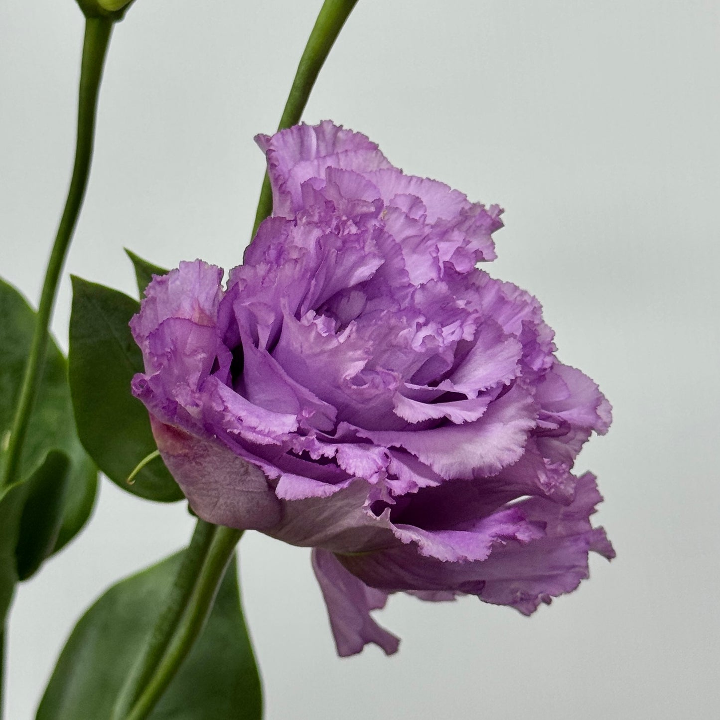 Eustoma (800g) - Violet Wave