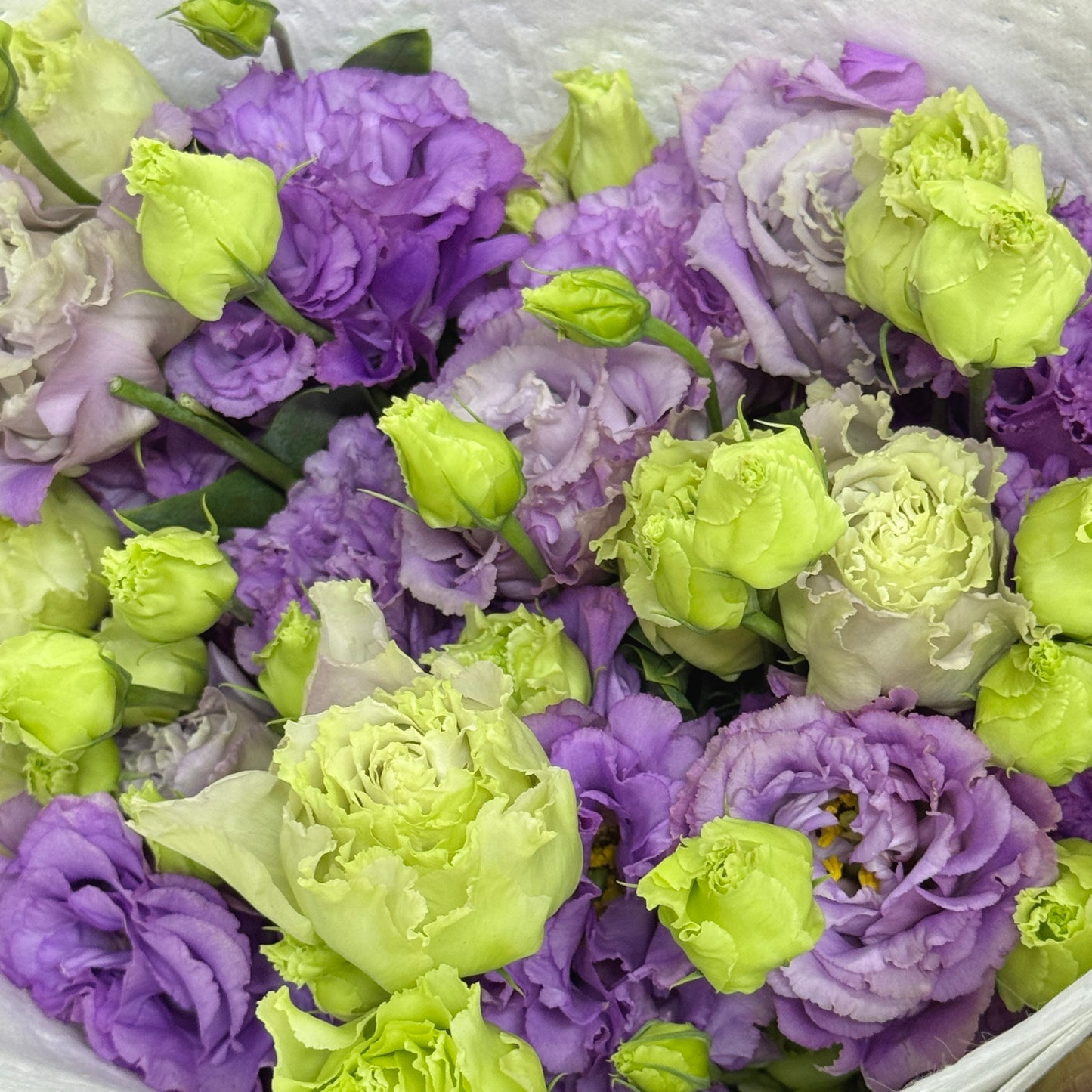 Eustoma (800g) - Violet Wave
