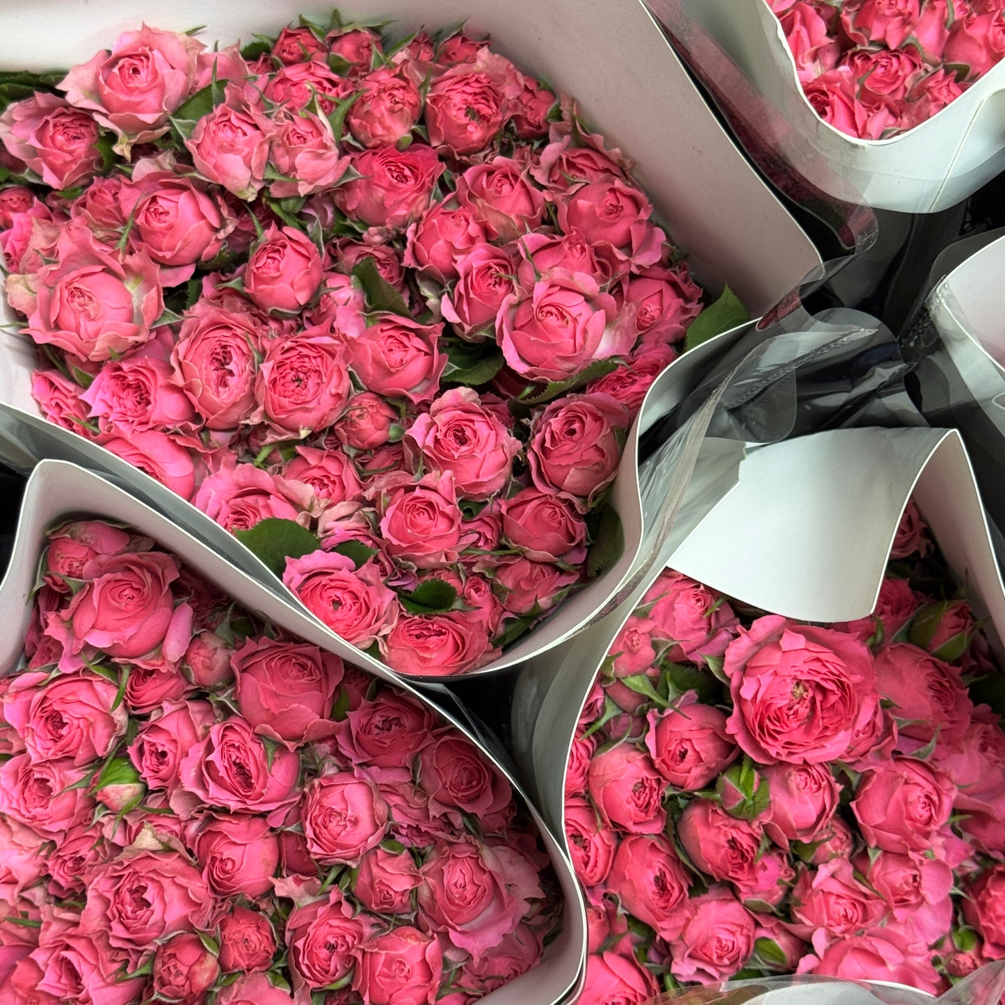 Rose Spray - Sophie