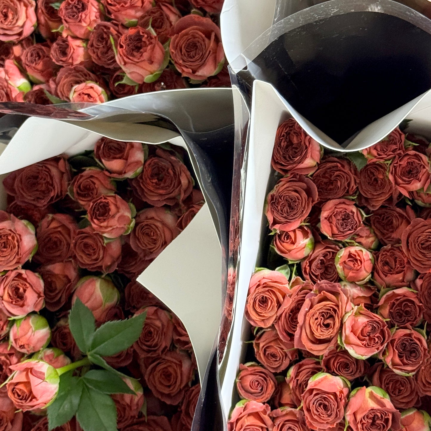 Rose Spray - Chocolate Bubble