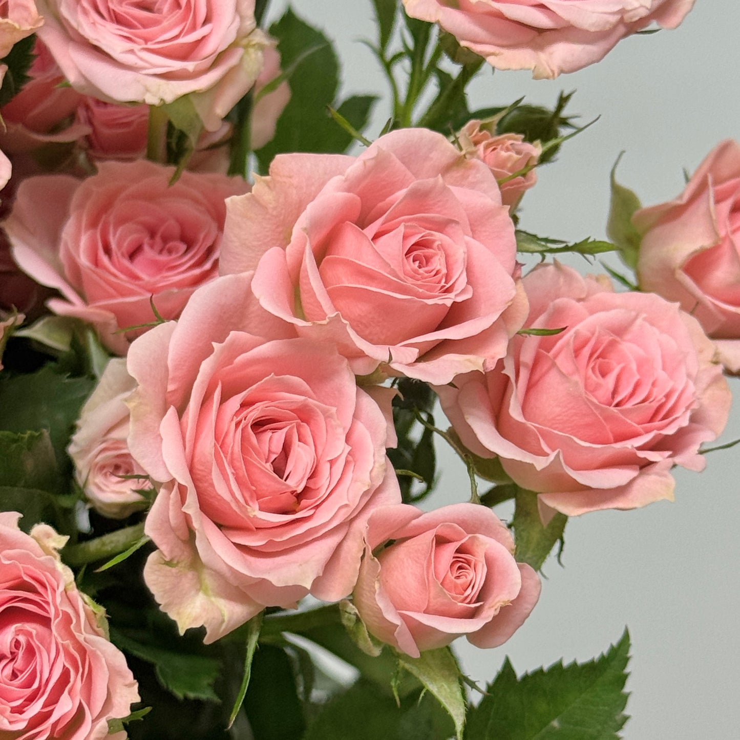 Rose Spray - Princess Lulu