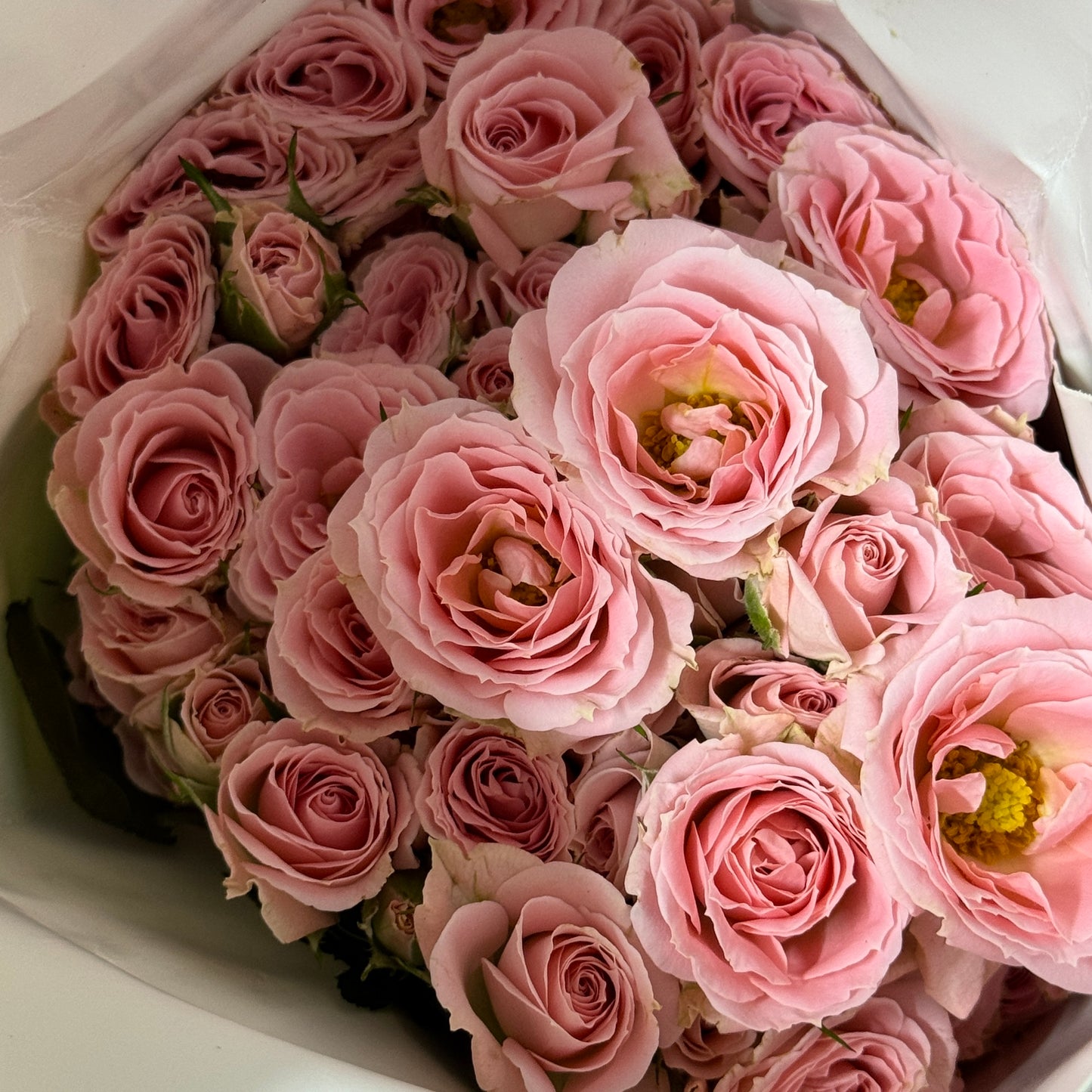 Rose Spray - Princess Lulu