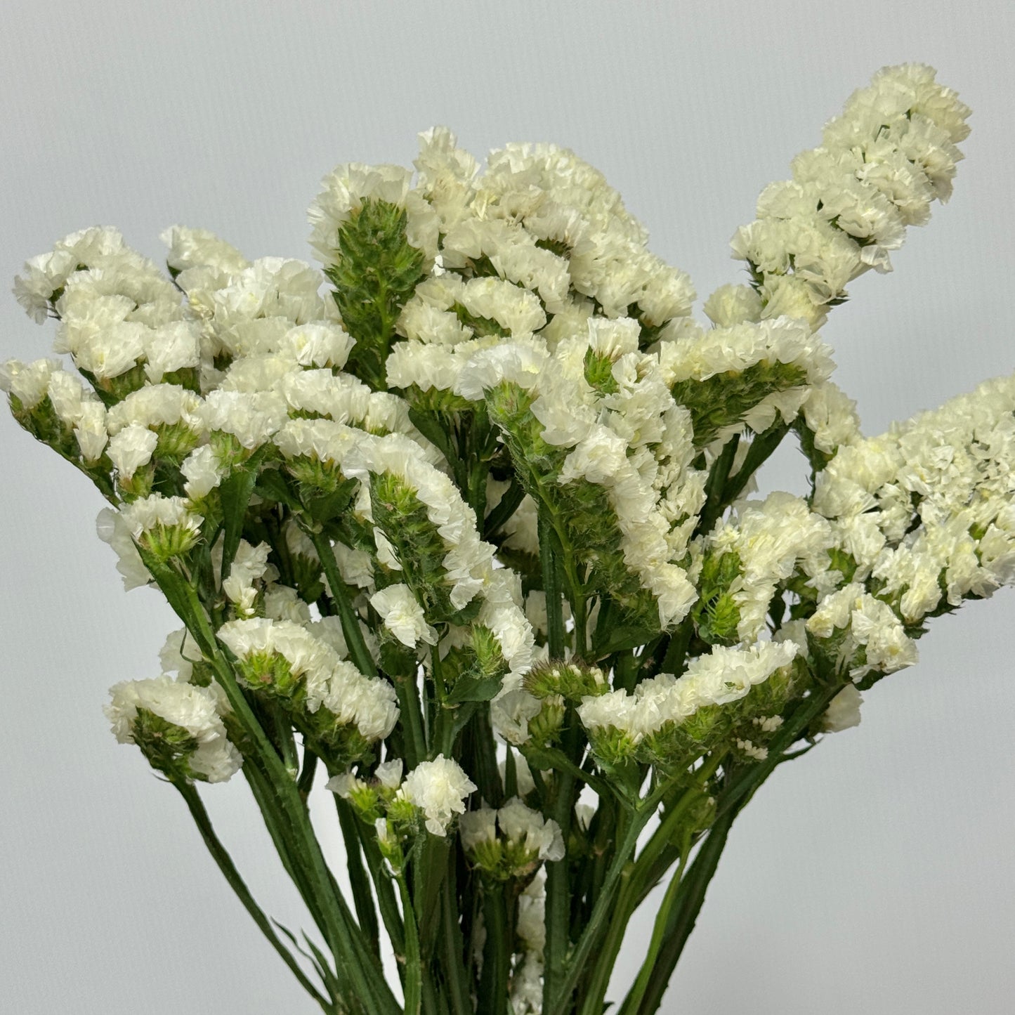 Statice - White