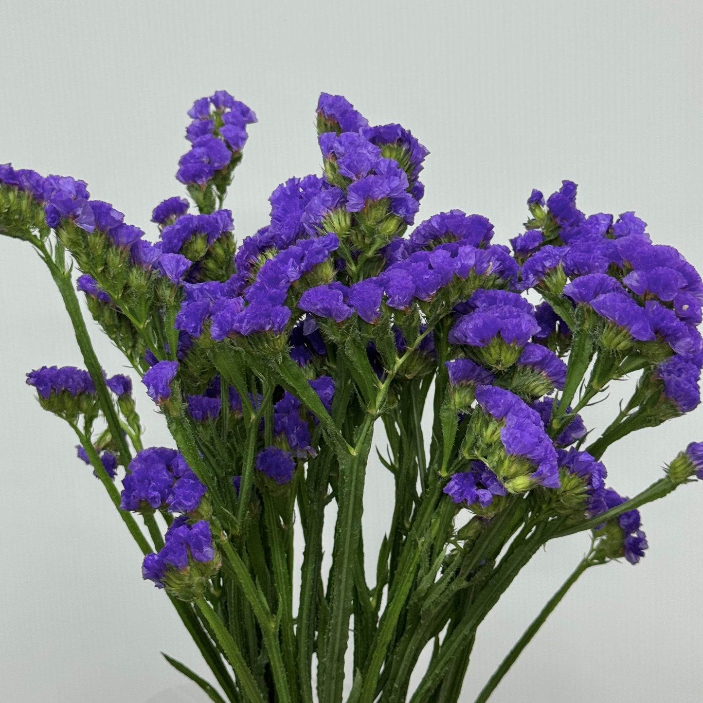 Statice - Purple