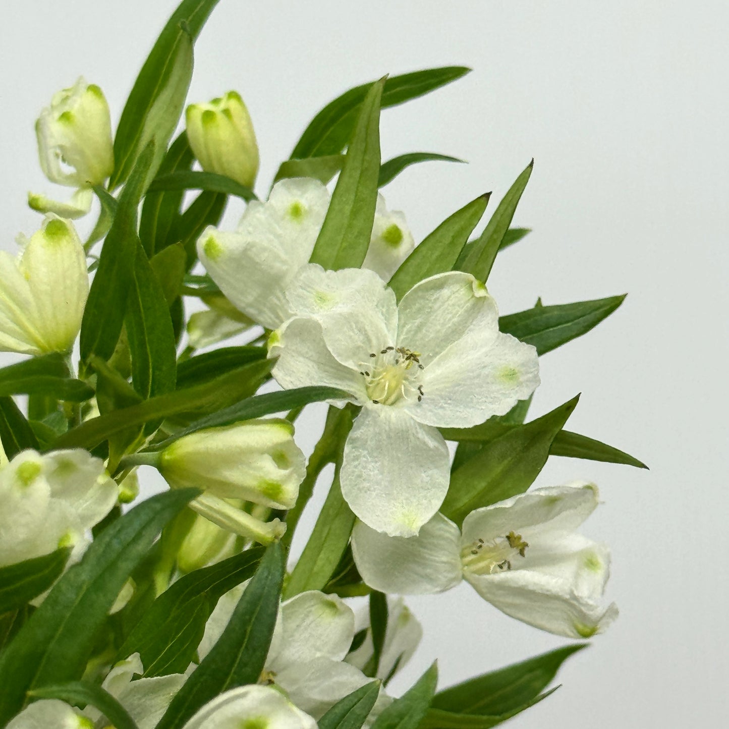 Delphinium Mini - White