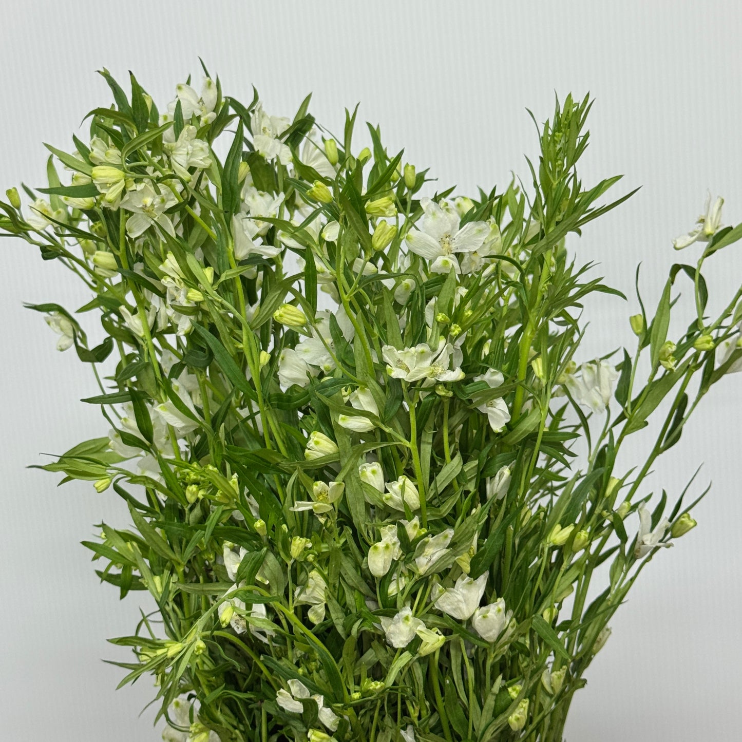 Delphinium Mini - White