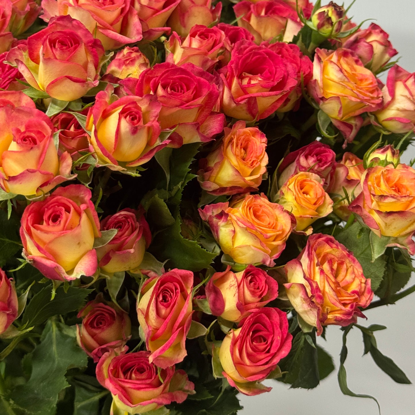 Rose Spray - Alice 爱丽丝