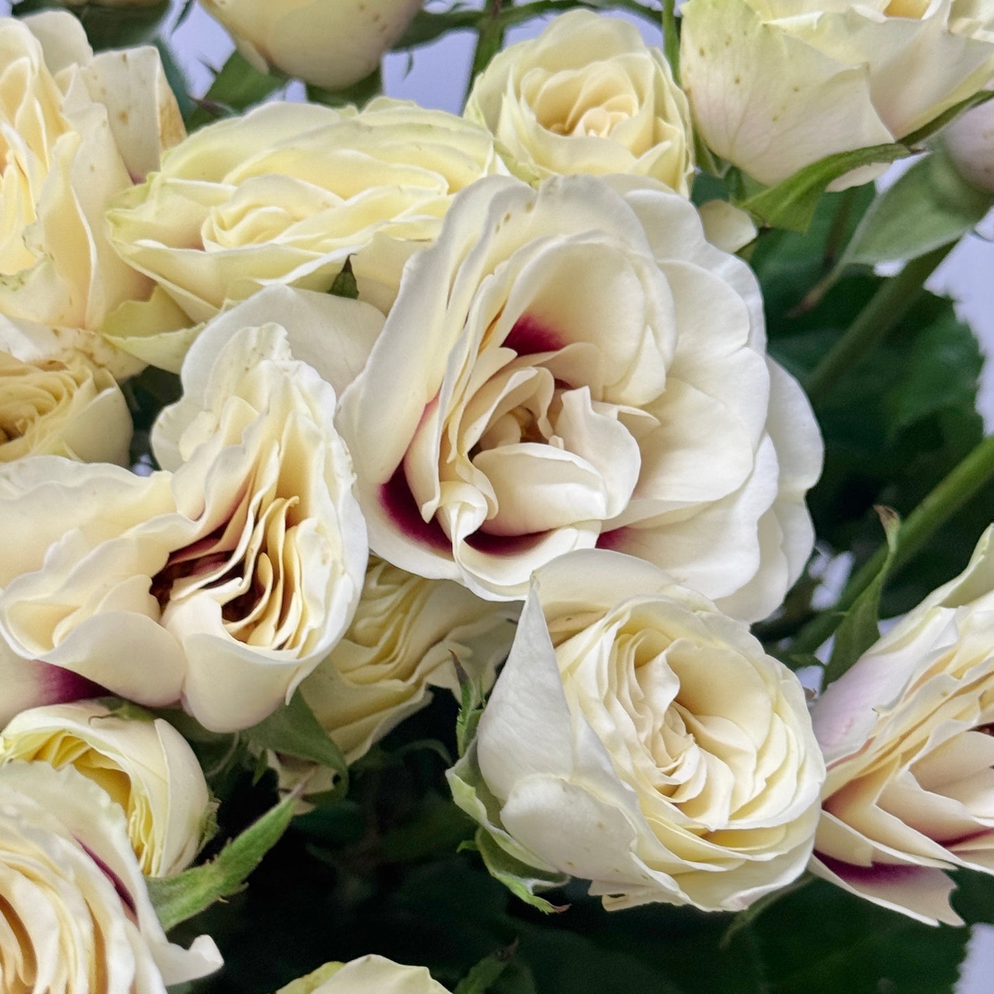 Rose Spray - Brideside