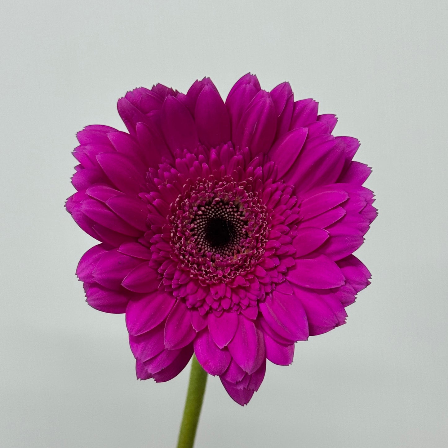 Gerbera - Dark Purple
