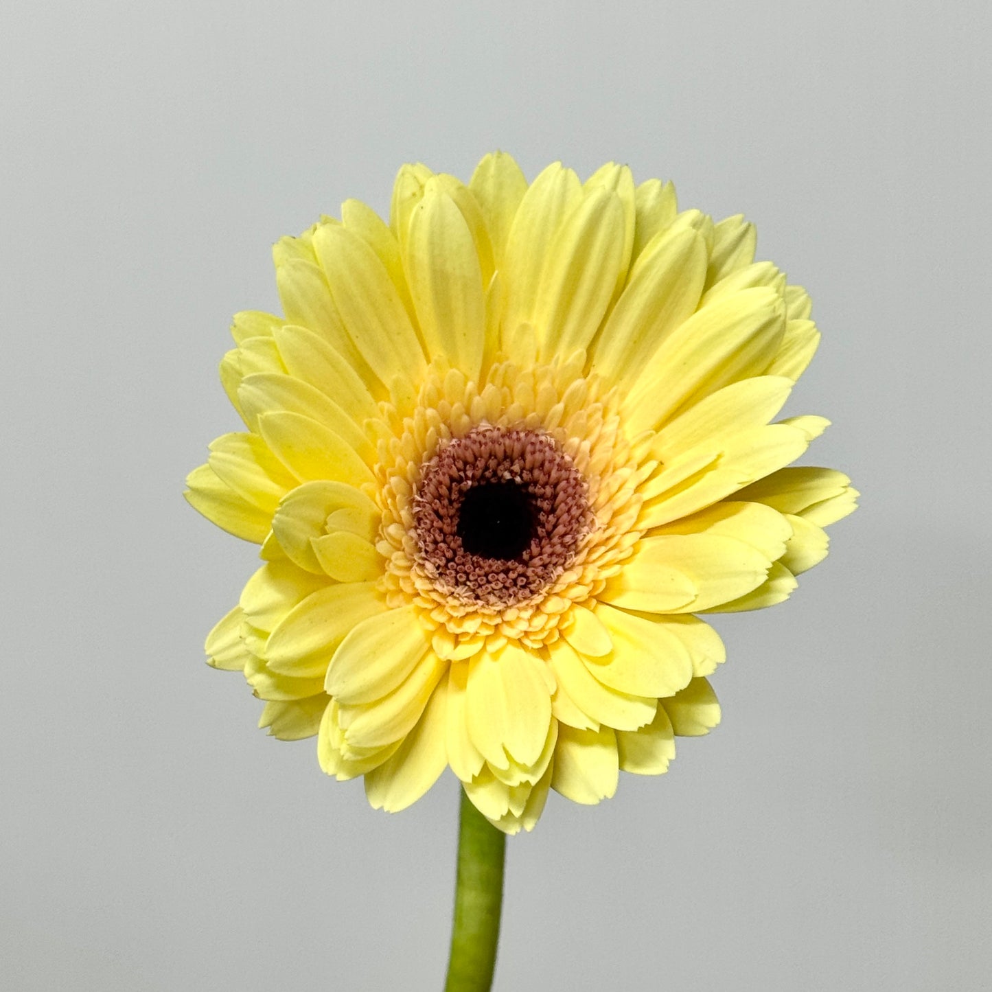 Gerbera - Milky