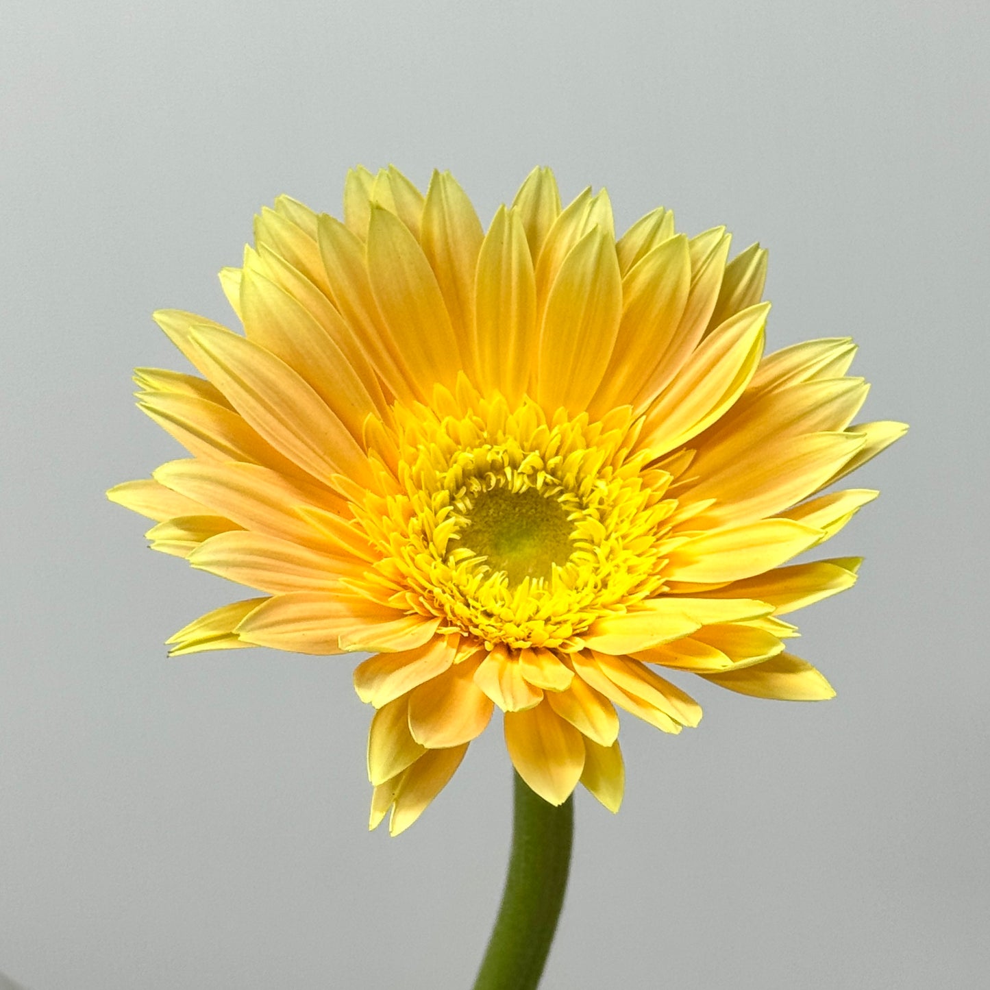 Gerbera - Cream Yellow