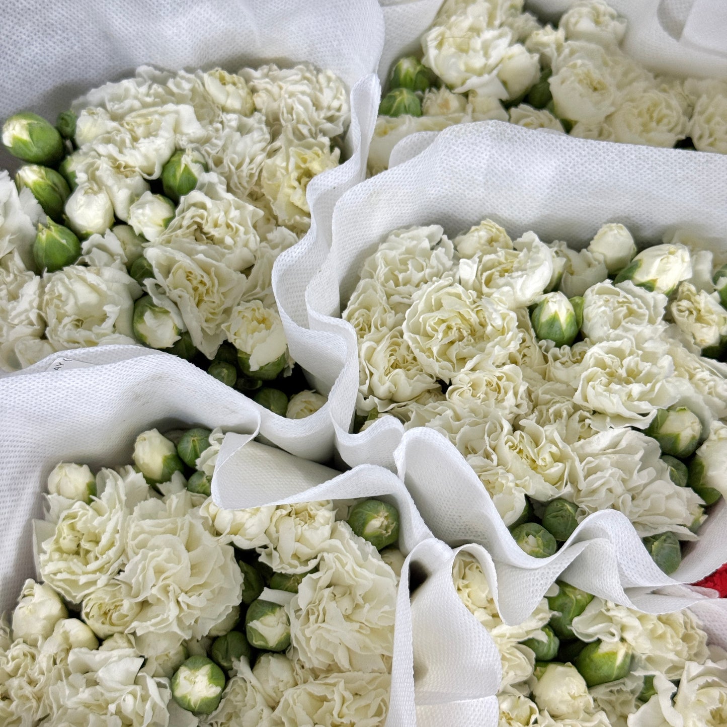 Carnation Spray - White