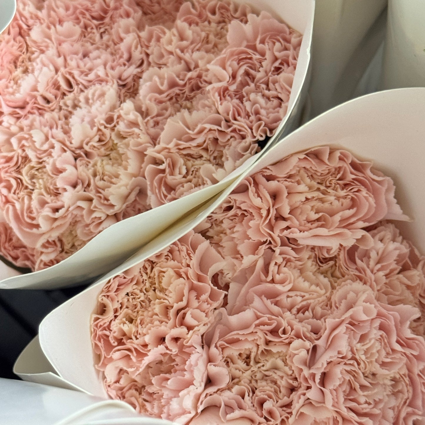 Carnation - Time Pink 流光粉