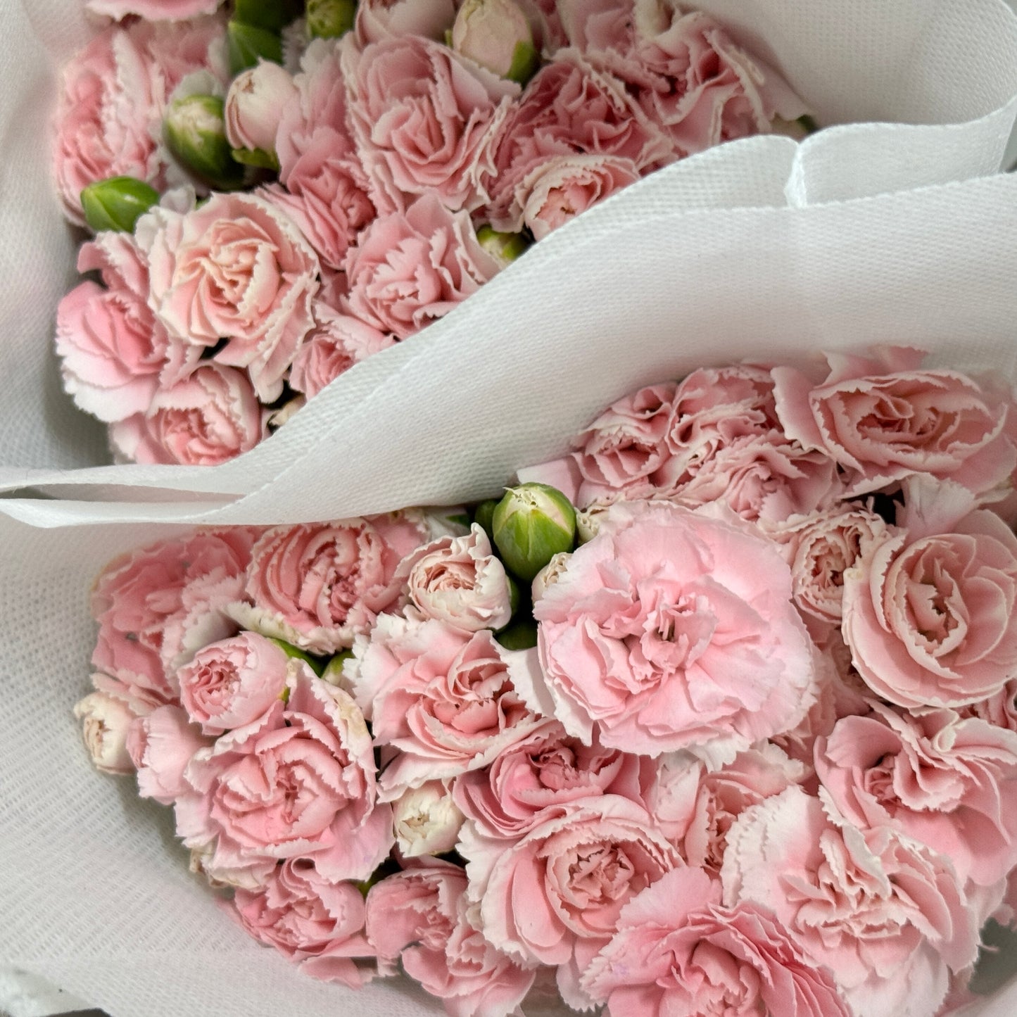 Carnation Spray - Pink Tessino 粉太子