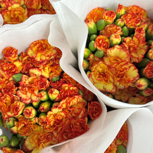 Carnation Spray - Samba 桑巴