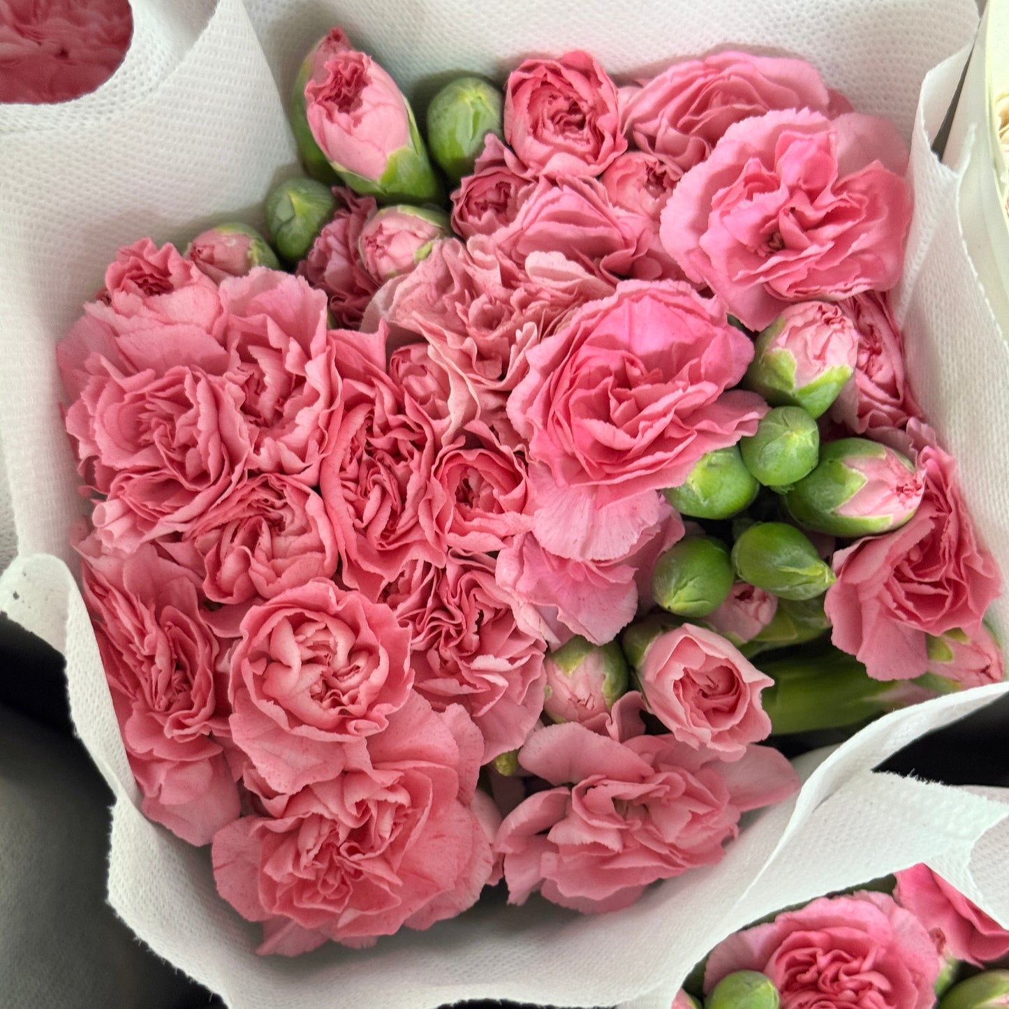 Carnation Spray - Pearl Pink 珍珠粉