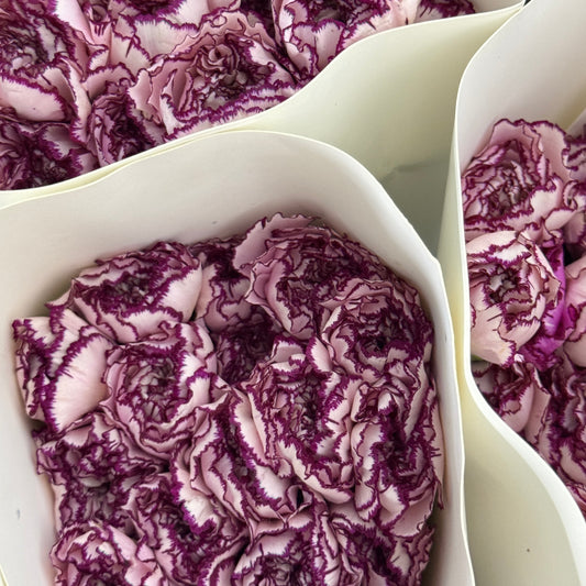 Carnation - Purple Fairy