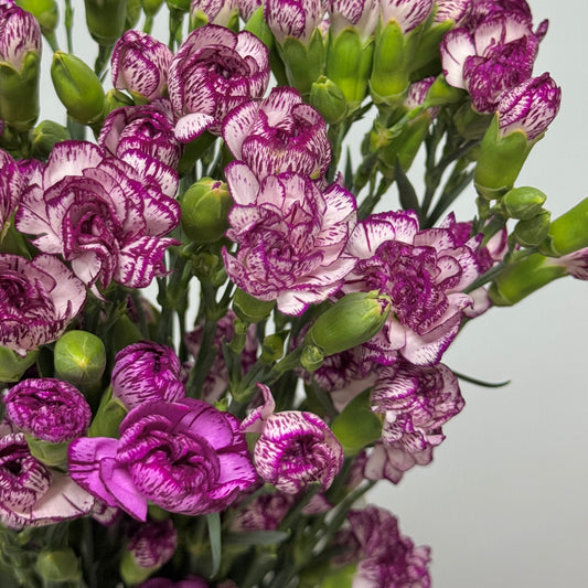 Carnation Spray - White Violet 多瑙河