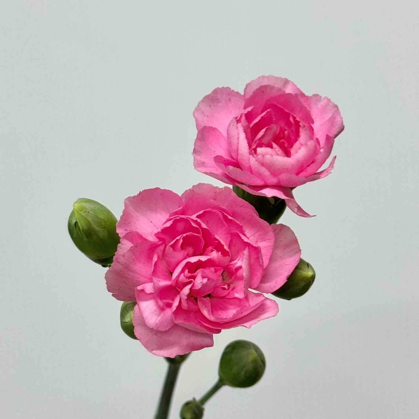 Carnation Spray - Pearl Pink 珍珠粉