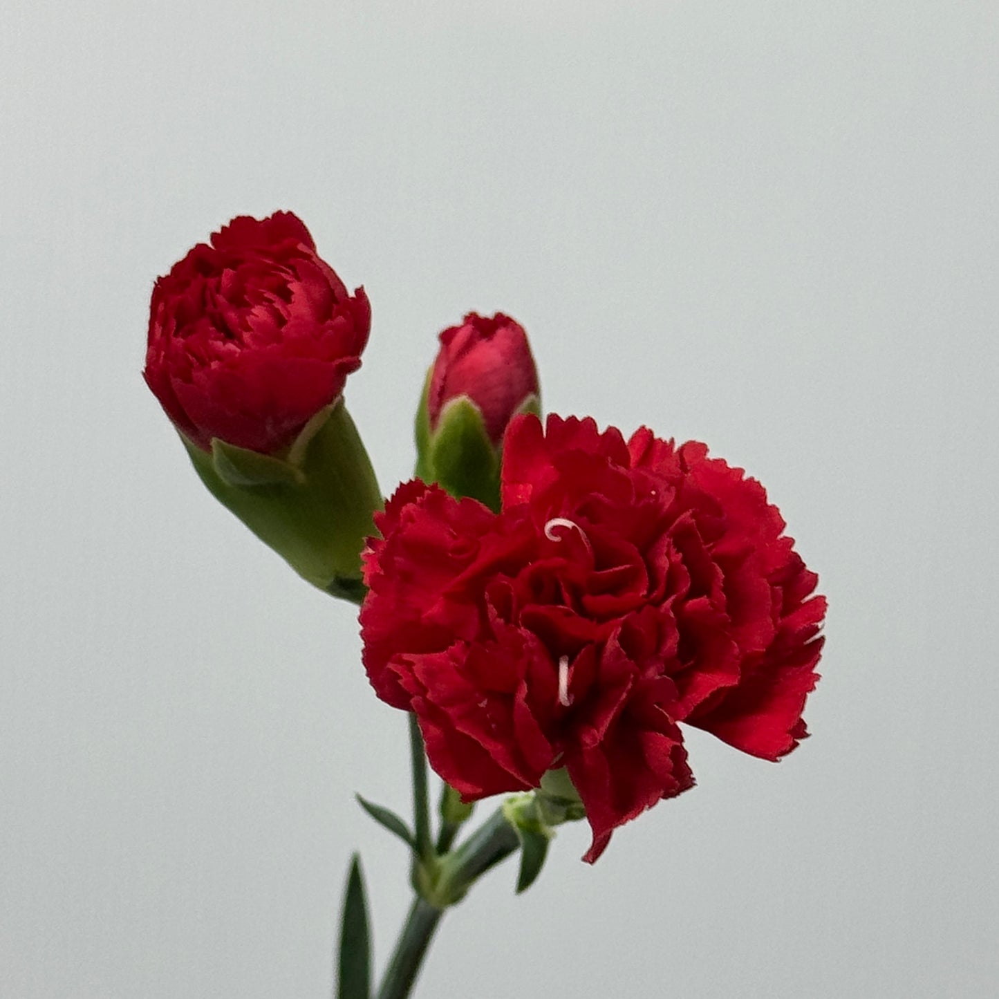 Carnation Spray - Red