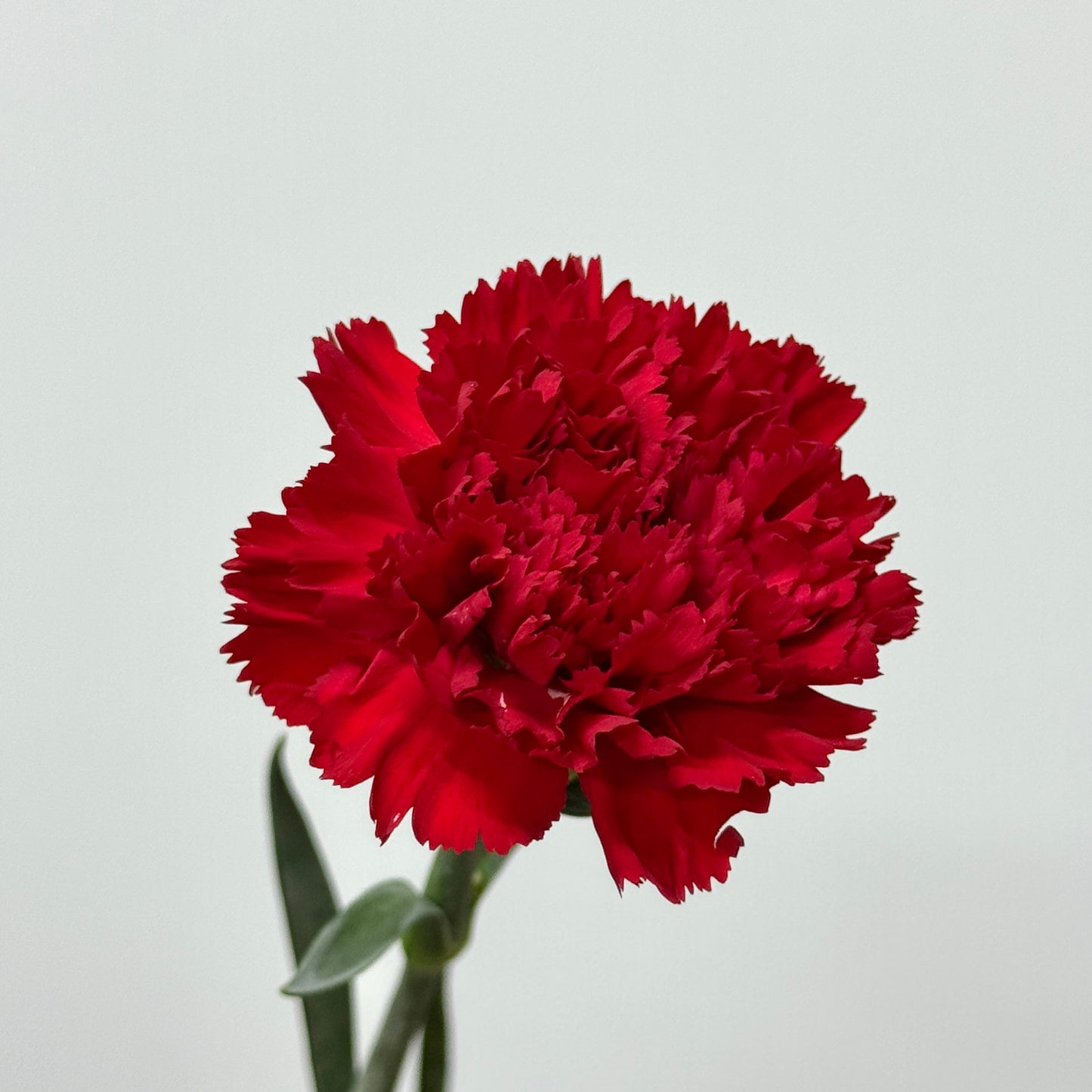 Carnation - Red
