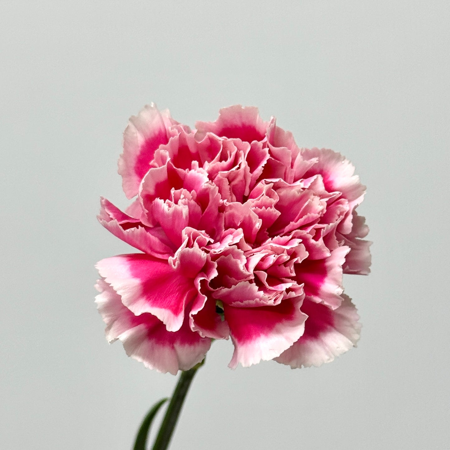 Carnation - Maria Pink 笑颜