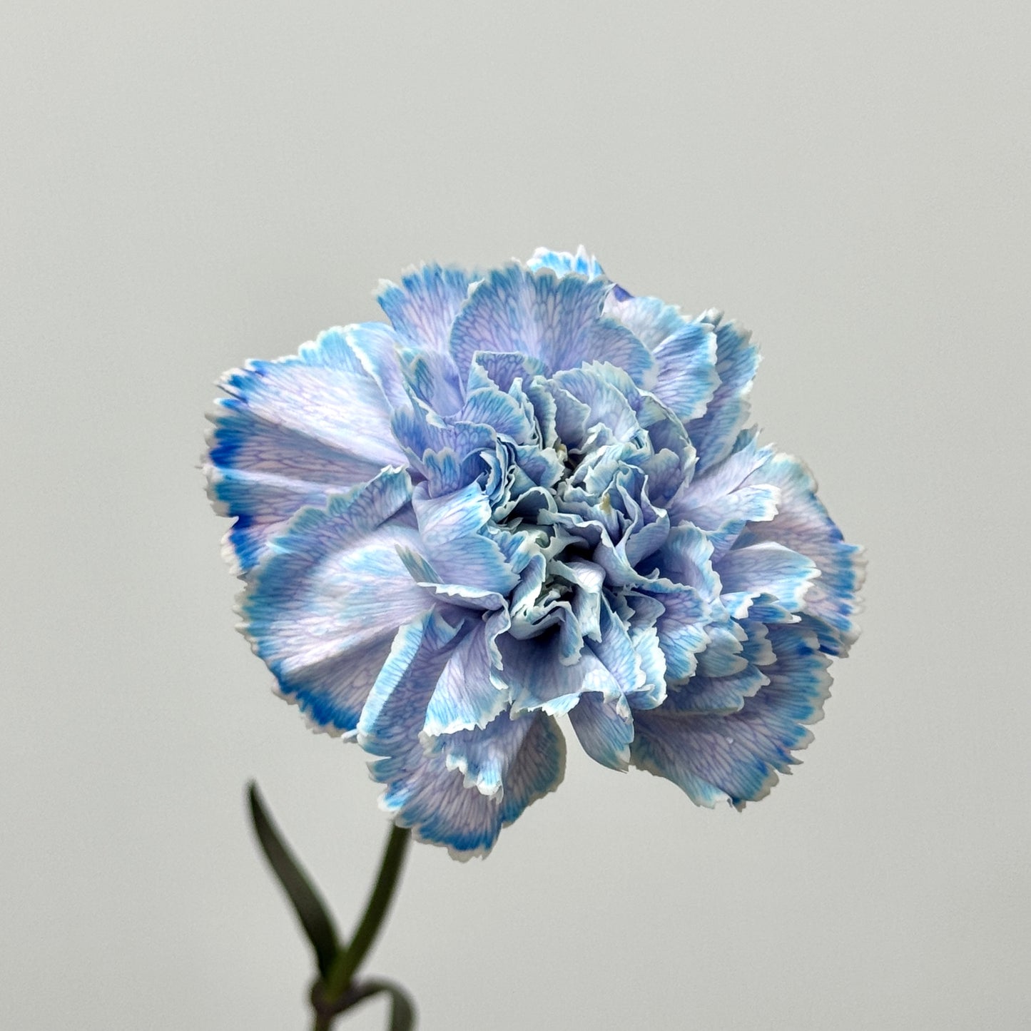 Carnation Dyed - Moonlight 午夜蓝