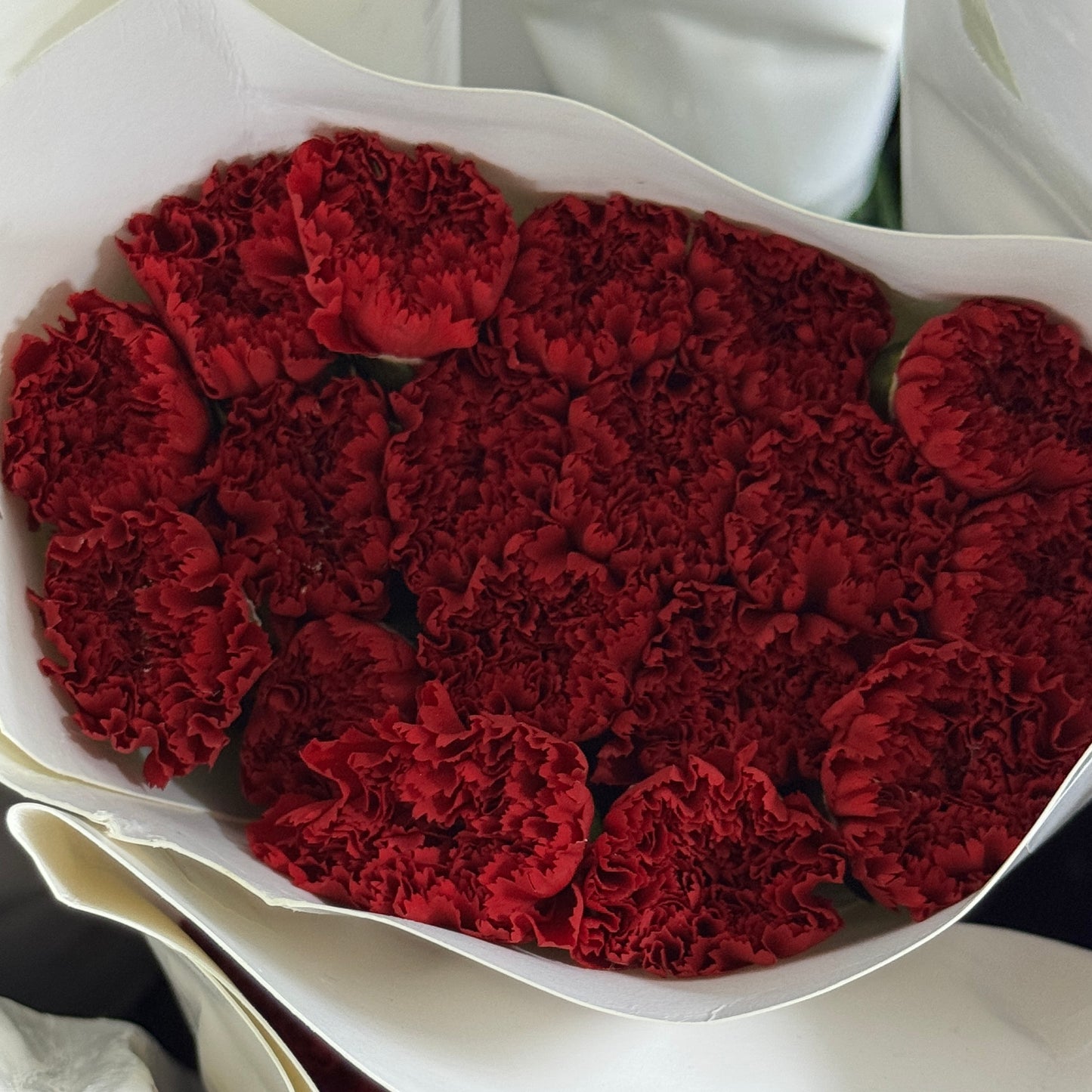 Carnation - Red