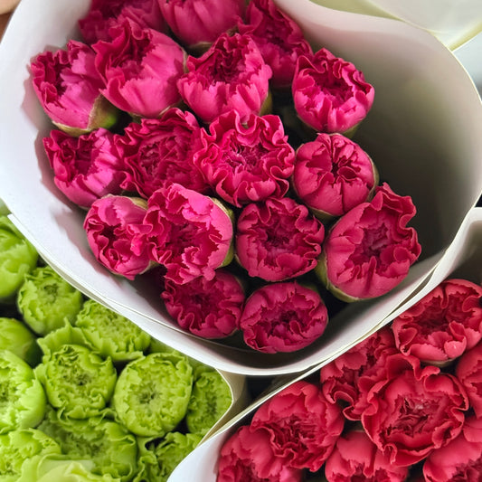 Carnation - Freud 弗洛伊德