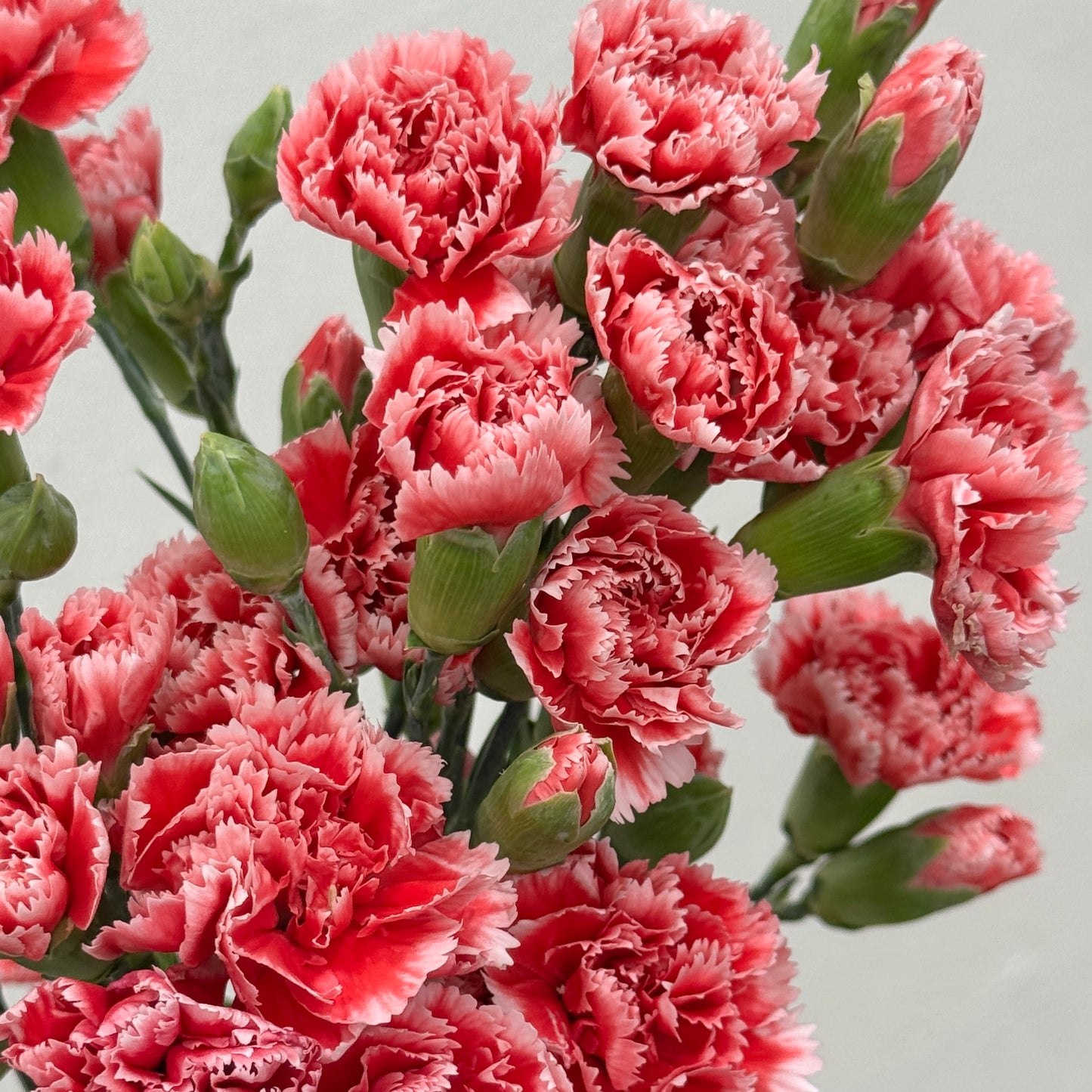 Carnation Spray - Red White 斯嘉丽