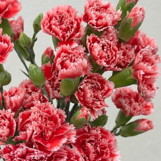 Carnation Spray - Red White 斯嘉丽